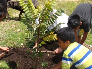 Asistencia_ técnica_reforestación_restaurauración_ ecológica_árboles_nativos
