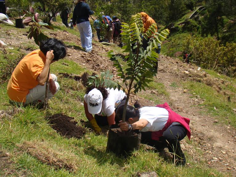 Responsabilidad social plantación de árboles para empresas