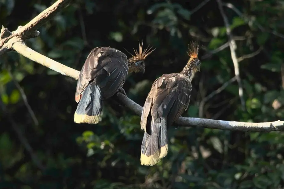restauración ecológica perchas para aves dispersoras de semillas