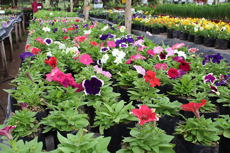 Suministro de plantas ornamentales de jardín