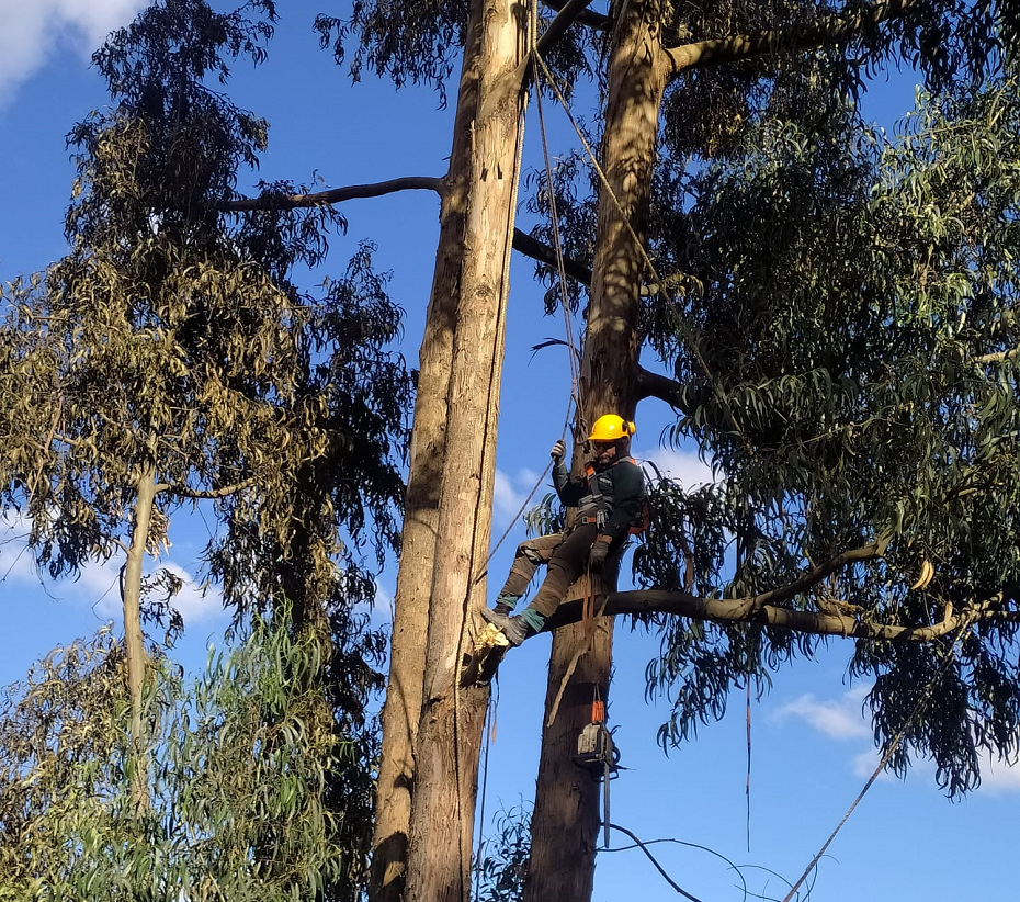 Tala_de_árboles_Bogotá