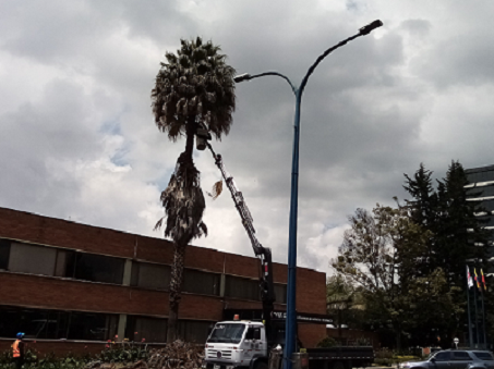 Plan_de_podas_árboles_Bogotá
