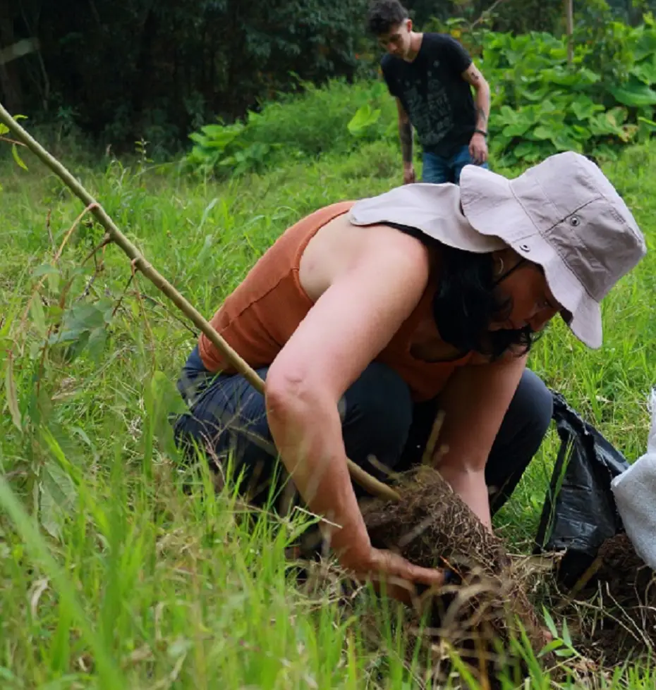 Plantación_de_árboles_para_empresas