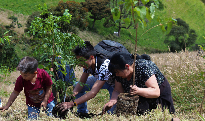 Plantación_de_árboles_para_empresas_ley_2173