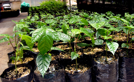 Árboles_nativos_ley_2173